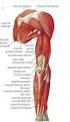 I muscoli della spalla