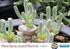 Seeds Cactus. Online market for Cactus and Succulent Seeds. Online market for Cactus and Succulent Seeds
