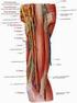 Anatomia e neurofisiologia del plesso brachiale