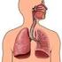 L apparato respiratorio