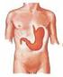 STOMACO. Anatomia funzionale dello stomaco