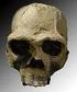 L'HOMO ERGASTER. SPECIE: Homo ergaster. ETÀ: da 1,9 a 1 milioni di anni fa. LOCALITÀ: Africa orientale, Sudafrica, Asia.