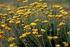 Helichrysum stoechas (L.) Moench