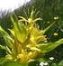 Genziana (Gentiana lutea L. ) Famiglia: Gentianaceae