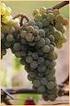 Attitudini viticole ed enologiche dei vitigni Timorasso e Nascetta