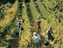 La produzione mondiale di vino nel 2013 aumenta in modo significativo e il consumo si stabilizza