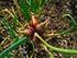 Allium cepa viviparum