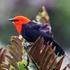 27-29 aprile Fiera Internazionale del Birdwatching e del Turismo Naturalistico. editoriale. Ospite d onore