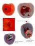 Il moscerino della frutta (Drosophila suzukii): inquadramento e mezzi di controllo.