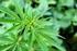 Coltivare in casa due piantine di cannabis non è reato: svolta della Cassazione