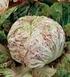 Cicoria Variegata Cicoria Bianca di Chioggia Cicoria Pan di zucchero