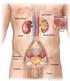 L apparato urinario: anatomia e fisiologia