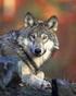 Il ritorno del lupo in Appennino e il caso dei lupi mangiacani ad Albareto.