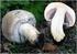 Si distingue per le lamelle cinerognolo-verdognole e per l habitat, sotto pini ed abeti bianchi.