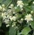 Clematis. nome italiano: VITALBA. nome botanico: CLEMATIS VITALBA