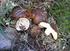 Funghi della Macchia Mediterranea Suillus bellinii