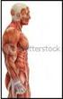 FISIOLOGIA DEL MUSCOLO