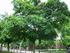 ACERO CAMPESTRE. Nome botanico Acer campestre Linnaeus. Famiglia Aceraceae. Portamento