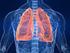 Il sistema respiratorio e gli scambi gassosi