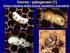Varroasi - cenni Azione dei trattamenti antivarroa Protocollo antivarroa AAAL 2015