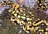 Salamandra giallo e nera. Salamandra salamandra