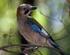 NOTE SULLA NIDIFICAZIONE DELLA GHIANDAIA MARINA (CORACIAS GARRULUS LINNAEUS, 1758) IN COMUNE DI RAVENNA (Aves Coraciiformes Coraciidae)