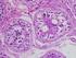 Novembre tre. cellule germinali: lo spermatozoo