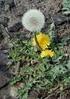 TARASSACO Taraxacum officinale Weber. Compositae