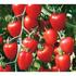 Fragolino Piccolo e di colore rosso acceso, il pomodoro Fragolino si distingue per la caratteristica forma, per l invitante fragranza e la dolcezza. I