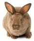Fattori che hanno favorito la ricerca in coniglicoltura Notevole sviluppo dell allevamento del coniglio Evoluzione della coniglicoltura lt con presenz