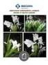 Dahlia variabilis. 2a Edizione. Compositae - Asteraceae TEMPERATURA. Dalietta da vaso fiorito