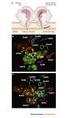 COX-1 inhibitors in the inflammatory. syndrome: oncology and neurodegeneration. Dott.ssa Maria Grazia Perrone