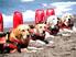 Test Standard Internazionale. Cani da Soccorso