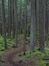 La protezione delle foreste in Europa: gli obiettivi di gestione forestale
