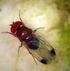 I monitoraggi e la dannosità di Drosophila suzukii Matsumura su mirtillo in provincia di Sondrio