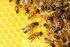 Norme per l esercizio e la valorizzazione dell apicoltura in Umbria