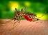 Sorveglianza della West Nile Disease in Emilia-Romagna Bollettino n. 1 del 07/07/2015