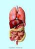 LA TC NELLA PATOLOGIA ISCHEMICA INTESTINALE