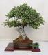 LA NUTRIZIONE MINERALE ESSENZIALE PER L ARTE DEL BONSAI