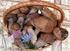 Norme in materia di raccolta, commercializzazione, tutela e valorizzazione dei tartufi in Abruzzo