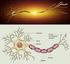 Struttura del neurone. A assone C corpo cellulare D dendriti BS bottoni sinaptici