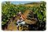 I vini Cannonau di Sardegnasono regolamentati dal Decreto Ministero Agricoltura e Foreste del 5 novembre