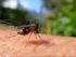 WEST NILE DISEASE (WND)