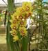 Orchidee Genere Cymbidium, Cattleya, Vanda, Dendrobium, Paphiopedium e Phalaenopsis