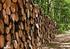 Le biomasse legnose nell impiego residenziale. Problematiche e possibili soluzioni.