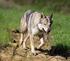 Dieci anni di monitoraggio del lupo nell Appennino