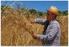 Festa del Raccolto del Senatore Cappelli, il grano con i baffi neri Progetto Il Sapore del Cuore