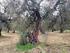 Relazione sul taglio degli alberi, sradicamento di arbusti e distruzione di canneto ripariale nel bosco circostante alla Cascina Venara (Zerbolò)