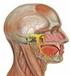 L APPARATO BRANCHIALE. Organi della testa e del collo che originano dall intestino faringeo o branchiale