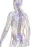Sezione 2 Dorso e midollo spinale
